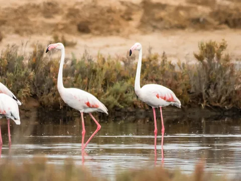 Observación de aves en el Algarve
