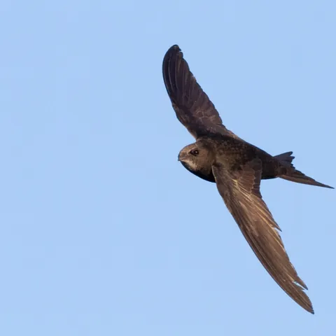 Vencejo común volando en el cielo despejado del Caminito del Rey, Málaga.