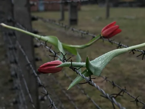 Dos tulipanes rojos entrelazados en Auschwitz-Birkenau