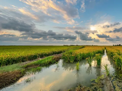 Canales de agua entre arrozales al atardecer en la Albufera de Valencia