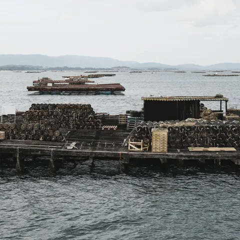 Batea de mejillones flotando en las Rías Baixas, Galicia