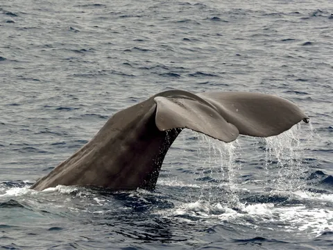 Avistamiento Cetacos Tarifa Ballenas Estrecho Gribraltar Cádiz
