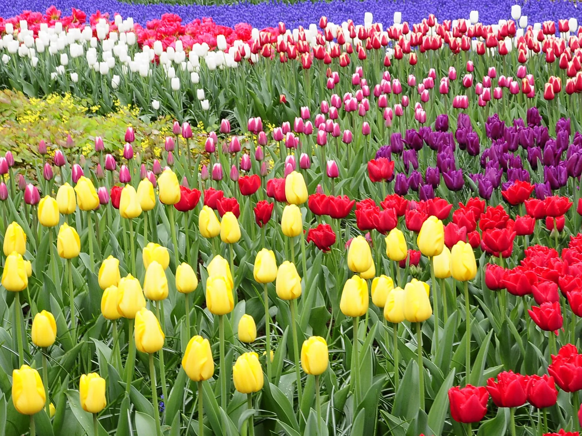 Parque Keukenhof - Keukenhof, el Parque de Tulipanes de Holanda - Blog - Buendía
