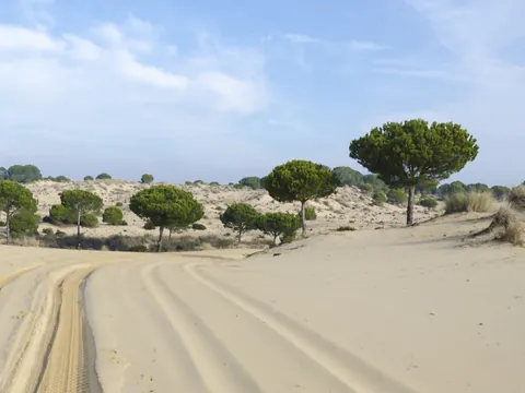 Ruta Parque Nacional Doñana Todoterreno 4x4 Cádiz Huelva Sevilla Avistamiento Pajaros