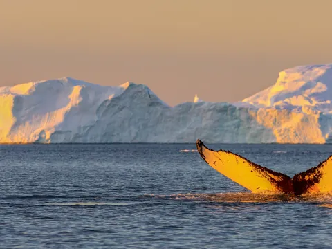 Avistamiento de ballenas y museo Whales of Iceland desde Reikiavik