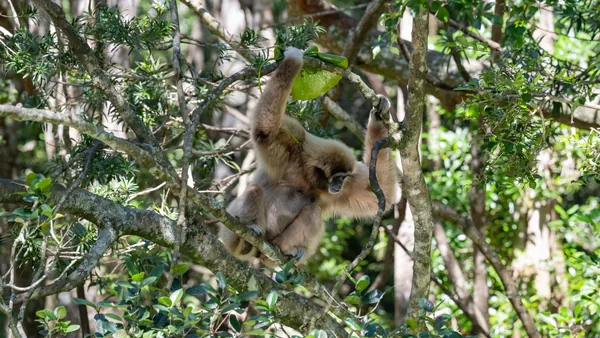 excursión Monkeyland Punta Cana