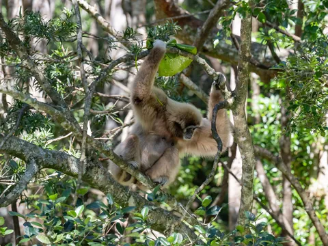 excursión Monkeyland Punta Cana