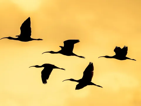 Siluetas de ibis volando al atardecer sobre la Albufera de Valencia