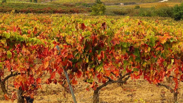 Qué hacer en Lapuebla de Labarca para conocer el mundo del vino