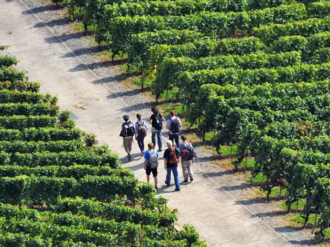 visita-cata-bodega-finca-montepedroso_valladolid_vino_viñedo_enoturismo_castilla-leon_buendia (6).jpg