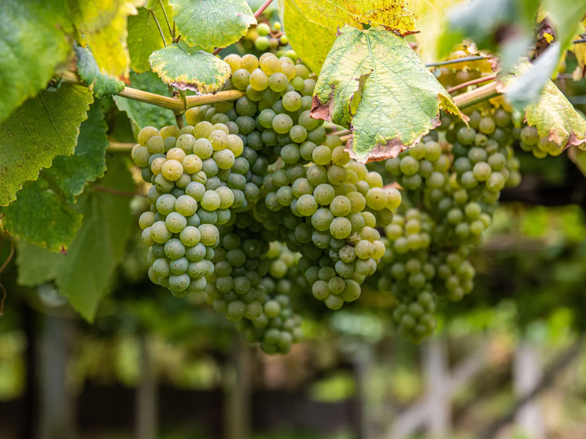 uvas albariño