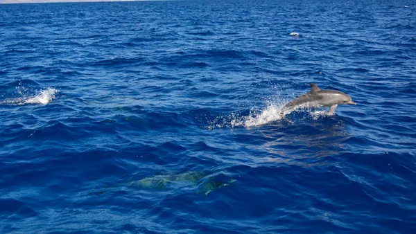 Juguetones delfines nadando libres en Fuerteventura.