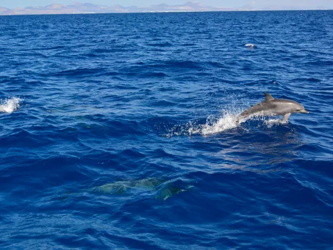 Juguetones delfines nadando libres en Fuerteventura.