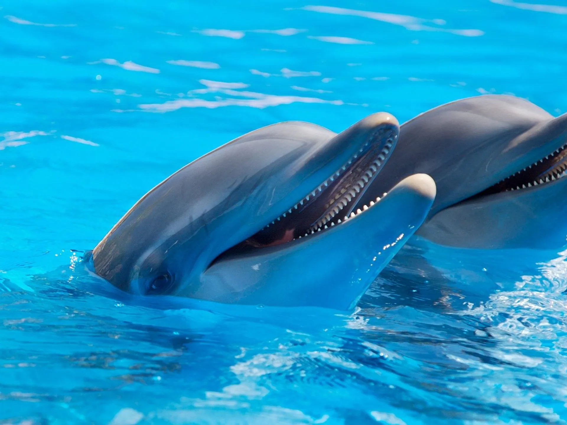 Delfines zoológico Lisboa Buendía Tours