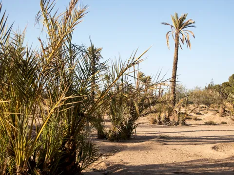 paisaje paseo en Camello al atardecer Palmeral Buendía