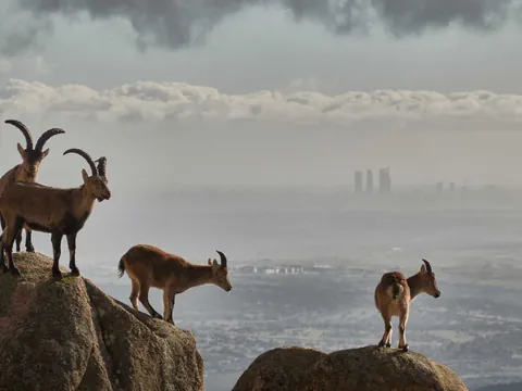 Cabras Montaña Pedriza excursión Parque Nacional Guadarrama desde Madrid