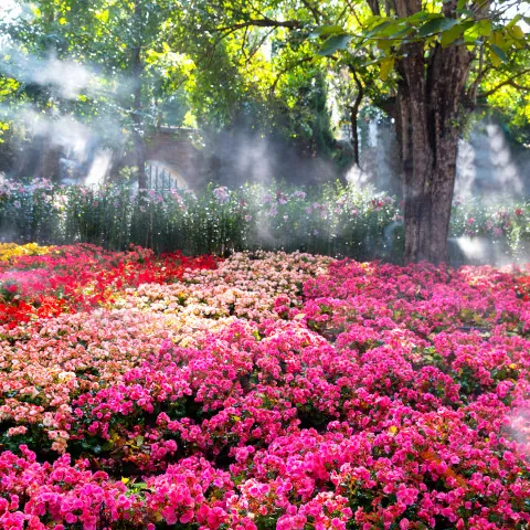 Jardín de flores en Ámsterdam-que ver en Ámsterdam-guía turismo -Buendía Tours