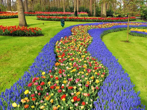 Camino sinuoso de flores coloridas, principalmente tulipanes y jacintos azules, rodeado de césped verde y árboles en un jardín exuberante. Al fondo se observan más parterres de flores de tonos rojos, naranjas y amarillos.