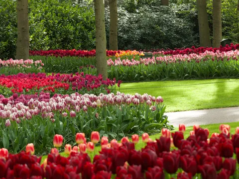 Jardín con senderos rodeados de tulipanes de diversos colores, incluyendo rojos, rosas y morados, con árboles altos y vegetación de fondo.