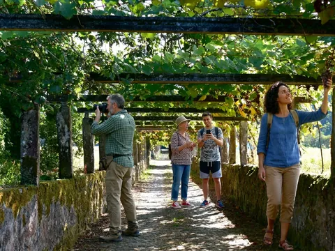 Grupo visitando viñedos de Albariño en Cambados, Pontevedra