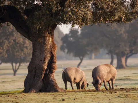 tour Cerdo Iberico Sierra Huelva Aracena Puerto Gil Huelva