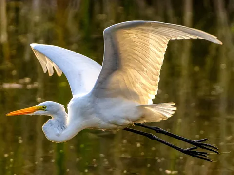 Excursión en todoterreno al Parque Natural de Doñana