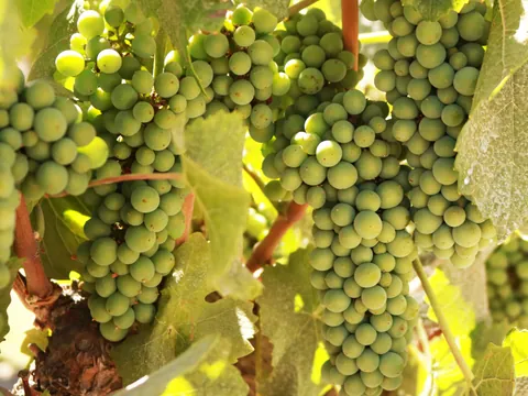 Las uvas serán las protagonistas durante toda la jornada.