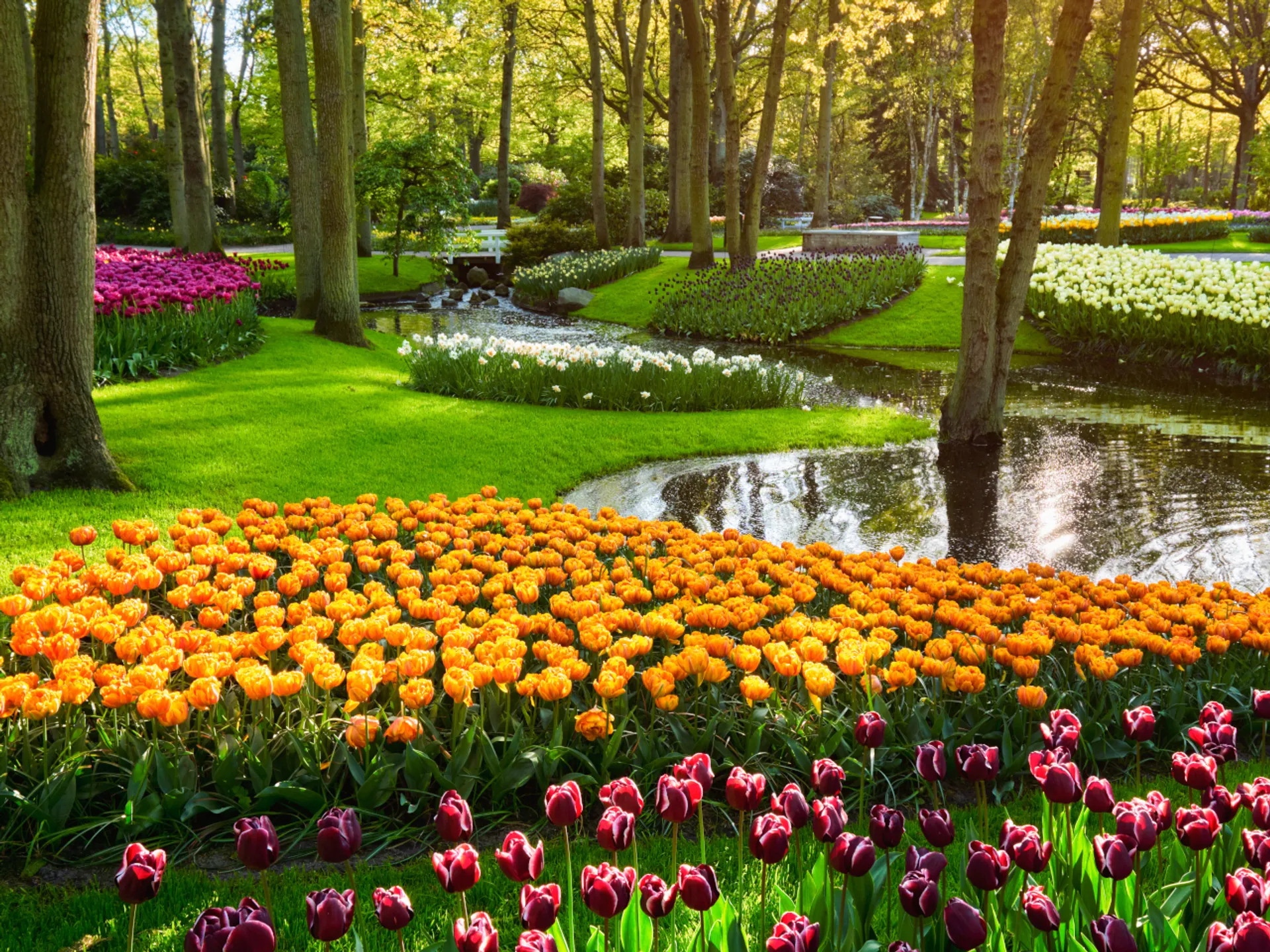 Campo de tulipanes Holanda - Keukenhof, el Parque de Tulipanes de Holanda - Blog - Buendía