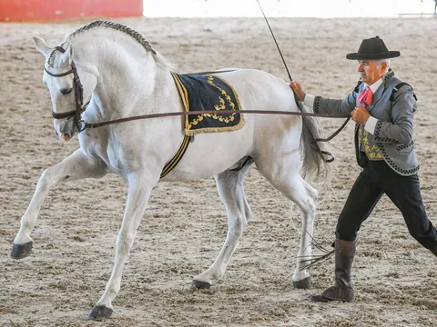 visita-guiada-yeguada-cartuja_hierro-del-bocado_espectaculo-ecuestre_jerez-frontera_cadiz_bandalucia_buendia (8).JPG