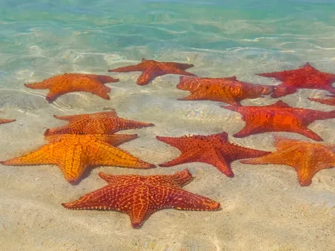 Ruta en Catamarán y Snorkel