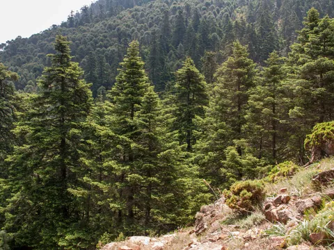 excursion-sendrismo-los-reales-sierra-bermeja-pinsapos.jpg