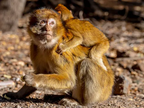 monos-marruecos.jpg