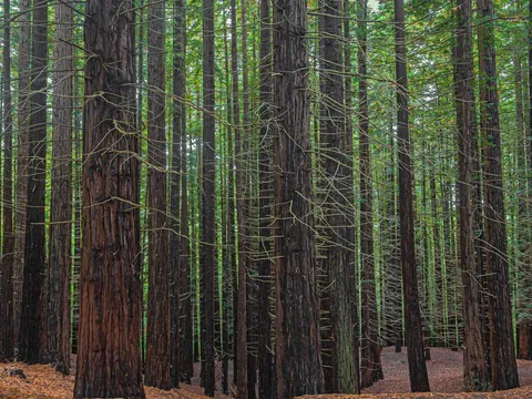 Bosque de secuoyas con altos troncos rectos en Cantabria.