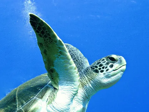 Snorkel por las lenguas de lava sumergidas en Tenerife