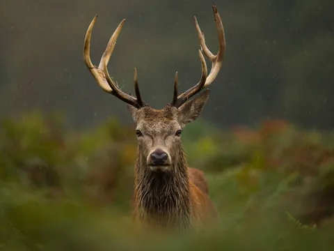 Ciervo macho durante la berrea en Asturias