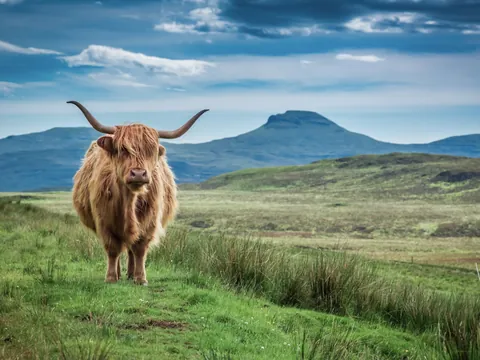 Vaca de las tierras altas en el campo, con su característico pelaje largo.