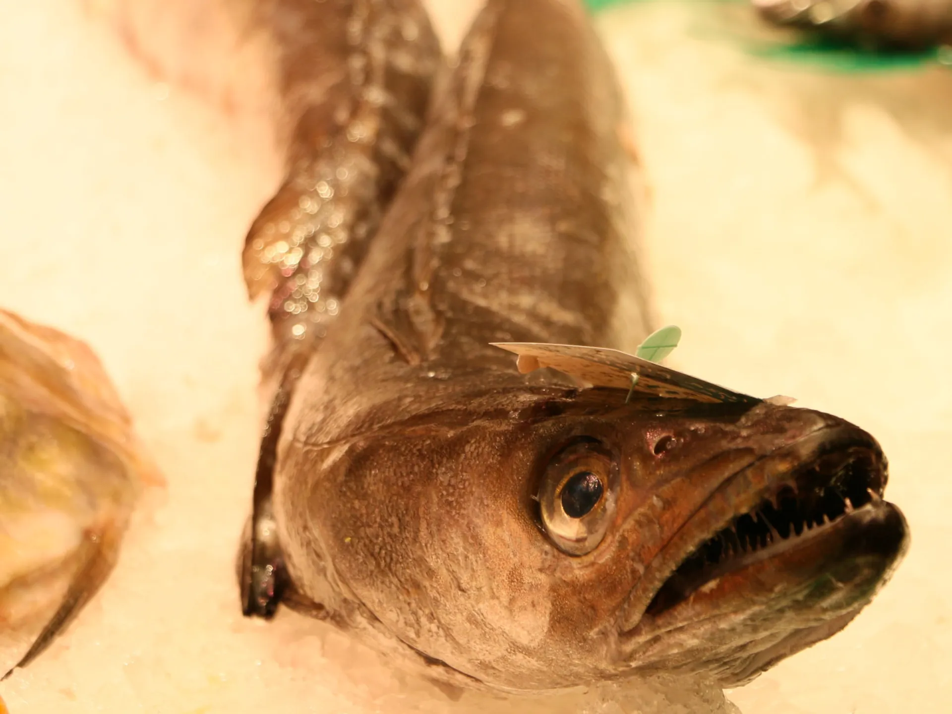 Pescado en el Mercado de La Boquería - Mercado de La Boquería de Barcelona - Qué ver en Barcelona - Guía de Viajes Barcelona - Buendía Tours