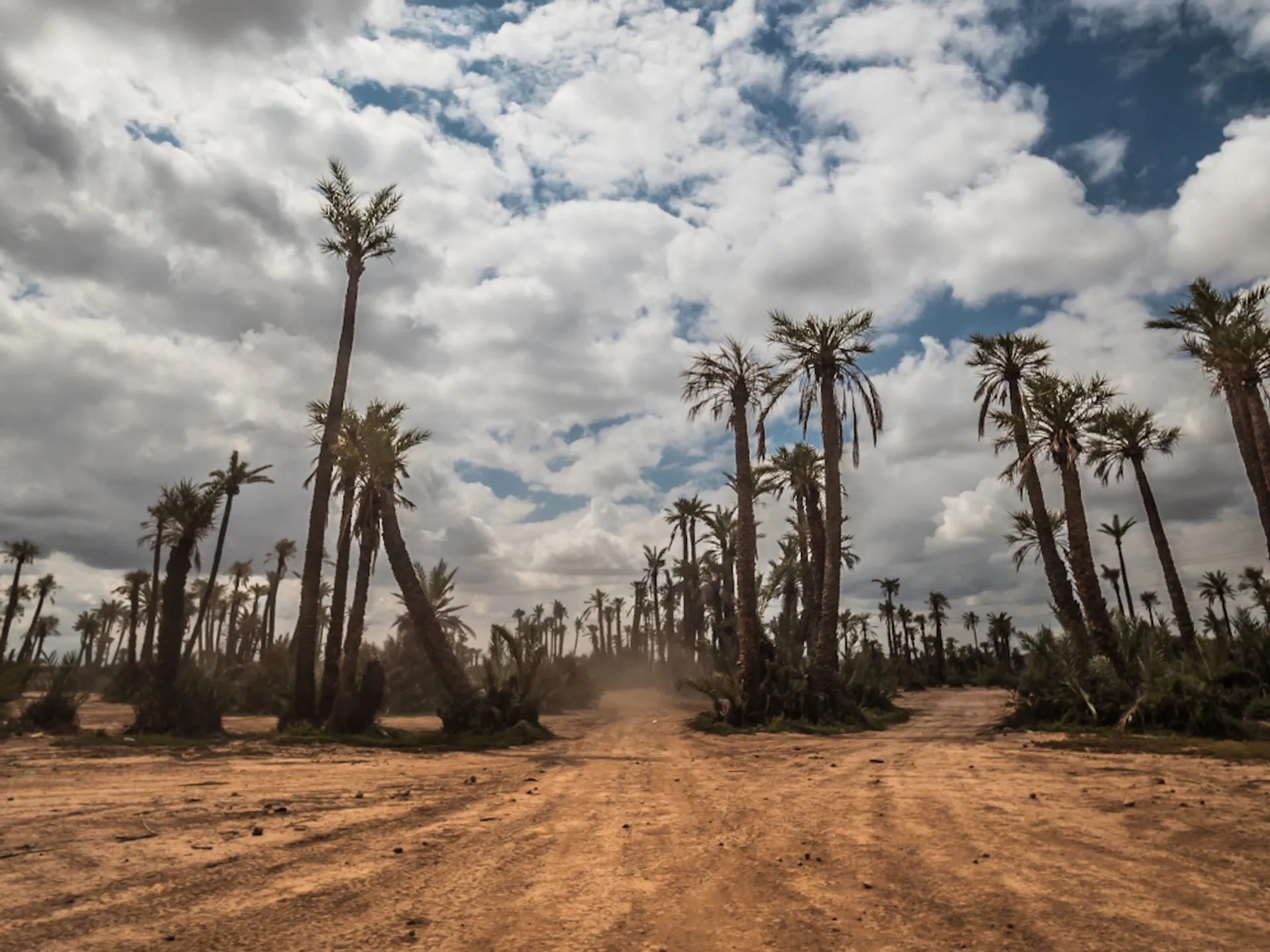 Rutas por el Palmeral de Marrakech
