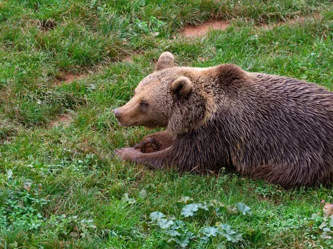Osa pardo en la Senda del Oso, Asturias