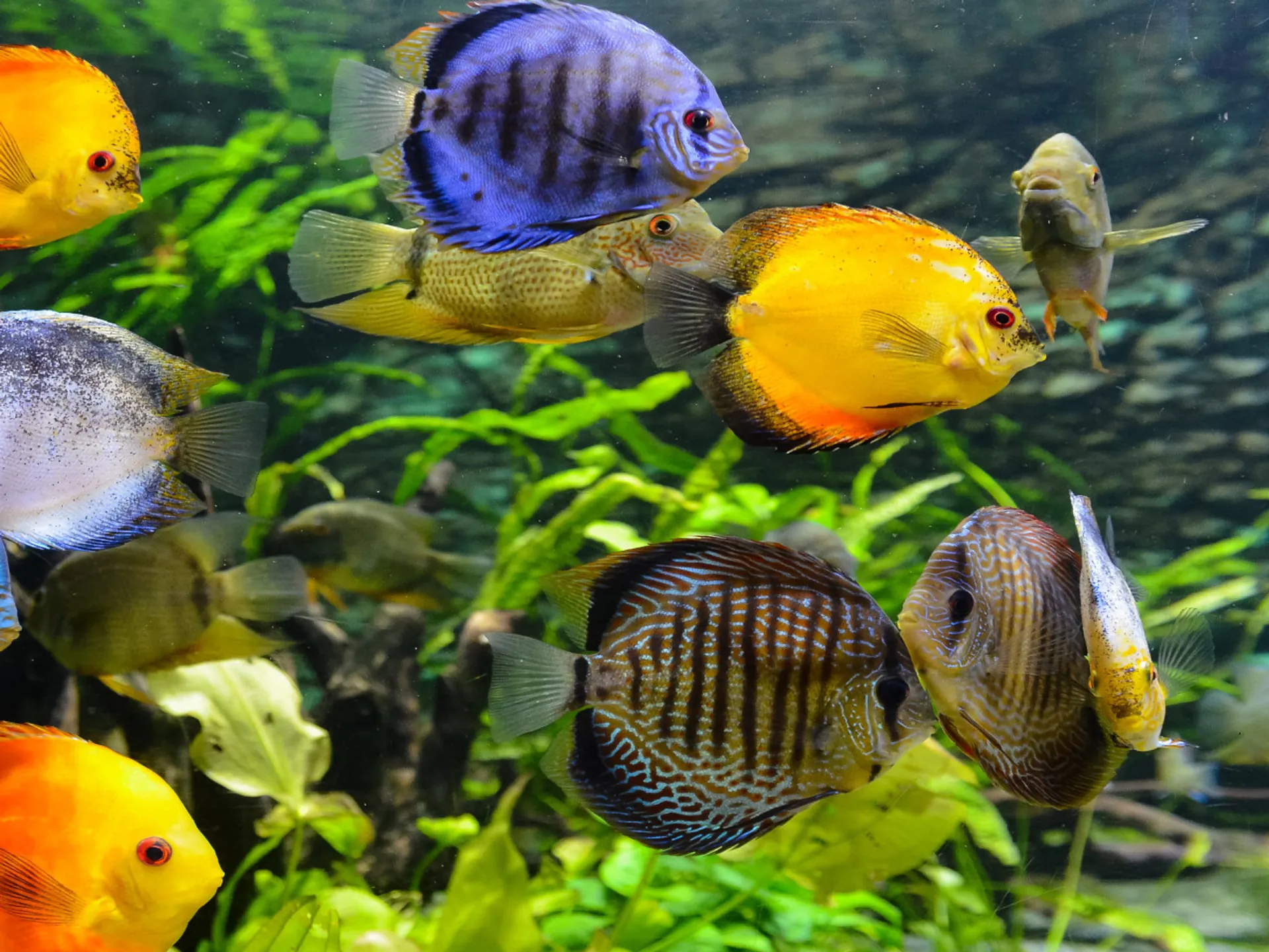 Peces en el Acuario de Praga - Praga con niños - Qué hacer en Praga - Guía de Viajes Praga - Buendía Tours