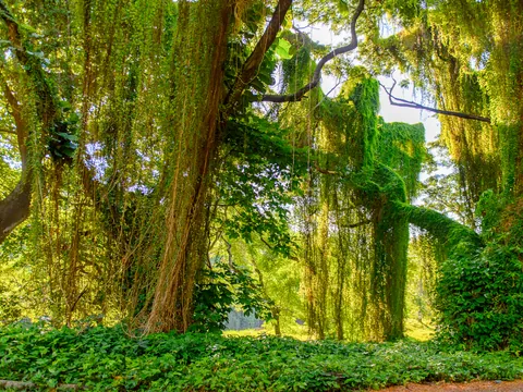 Bosque urbano en La Habana, Cuba