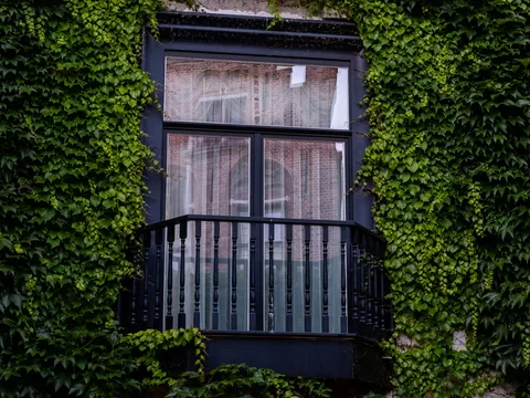 Balcón con barandilla negra sobre muro de hiedra verde en Brujas, Bélgica.