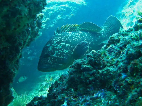 Fauna marina que se esconde en el fondo del agua.