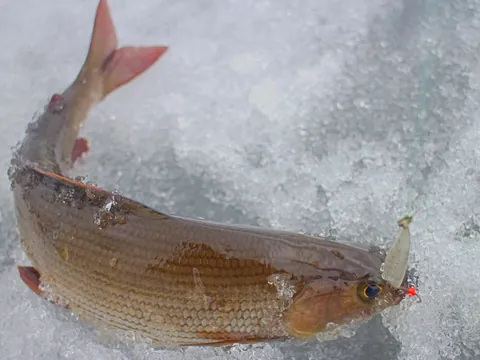 Pescado recién sacado del hielo en Rovaniemi, mostrando la recompensa de la pesca en el paisaje nevado.