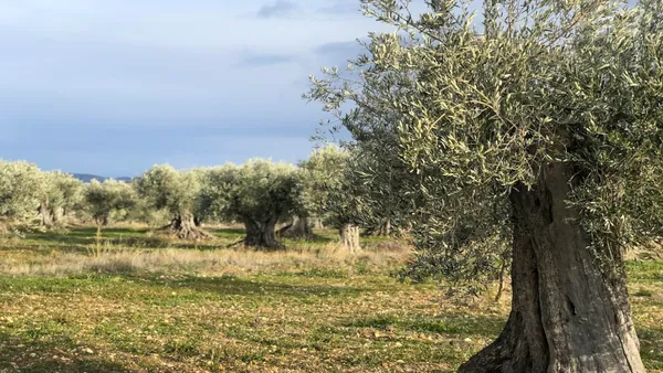 visita-olivar-cata-aceite.jpeg
