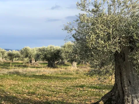 visita-olivar-cata-aceite.jpeg