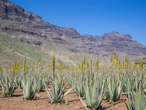 Plantación de aloe vera en Gran Canaria, uno de los recursos naturales más importantes de la isla.