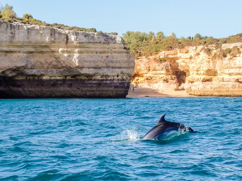Avistamiento Delfines Algarve Faro Cetaceos Tortugas Marinas
