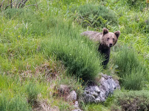 Oso pardo joven asomándose en un monte en Asturias
