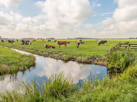 Vacas pastando en un amplio campo verde con un canal de agua en primer plano, bajo un cielo parcialmente nublado en un paisaje rural neerlandés.
